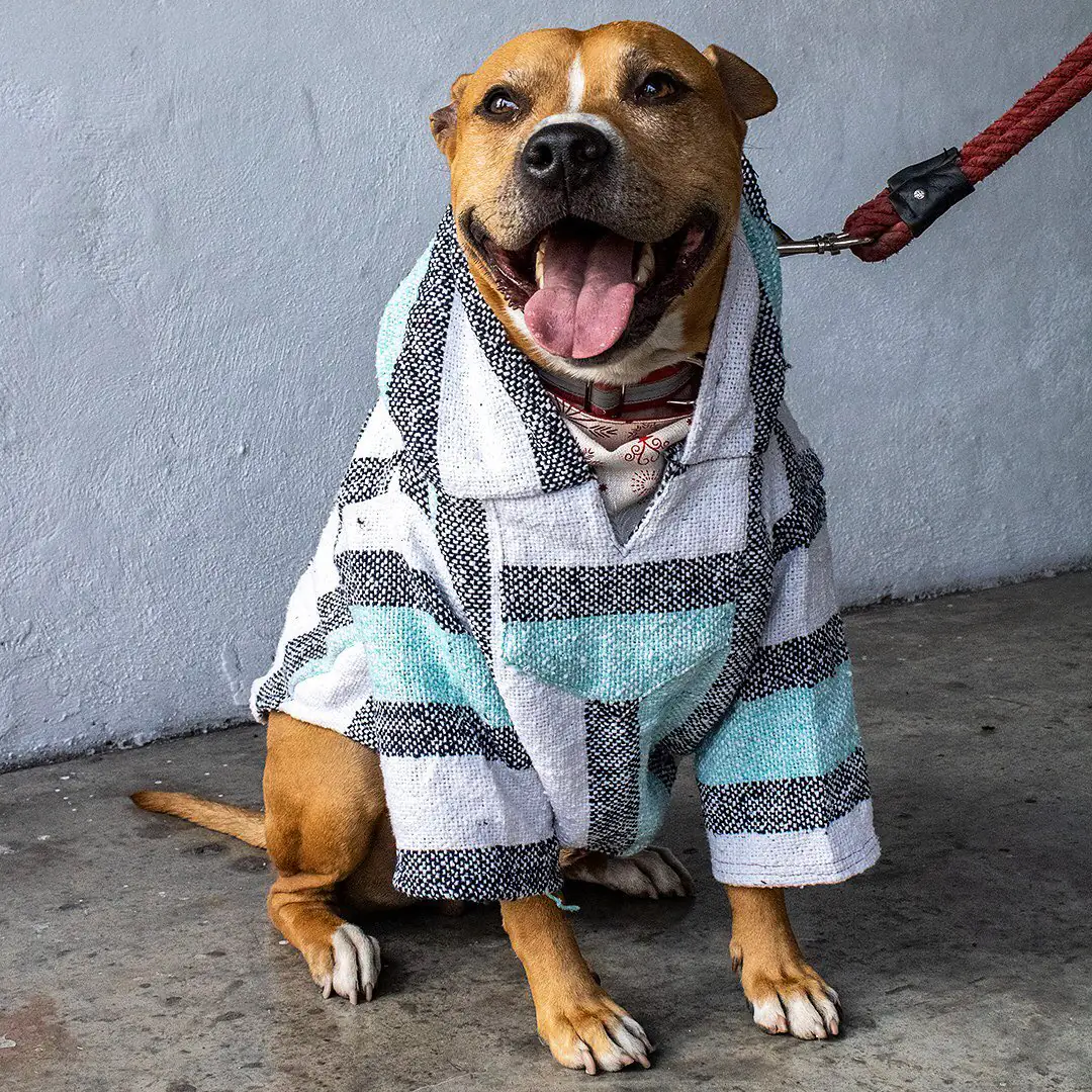 Perrito con Gua Gua Poncho