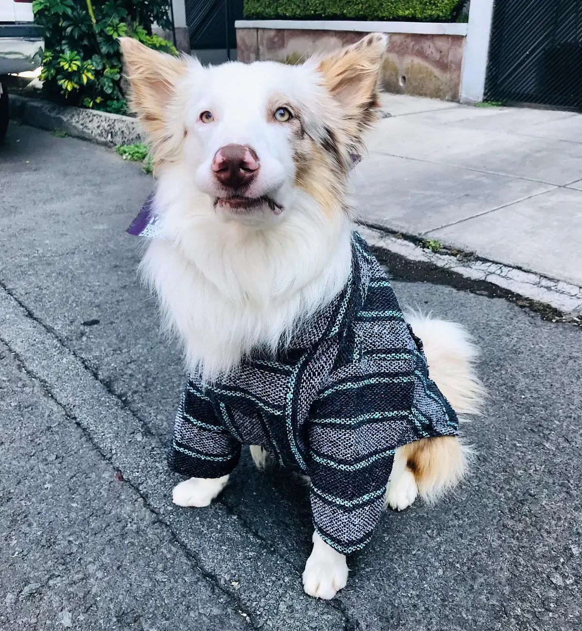 Perrito con poncho